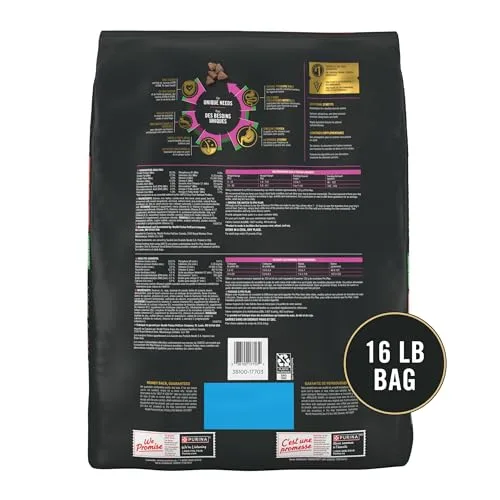 A happy, active small breed dog